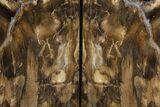 Petrified Wood Bookends - Oregon #99315-1
